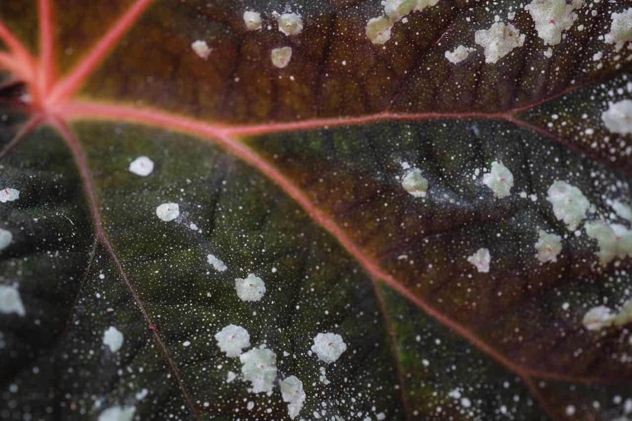 Close-up of a leaf affected by powdery mildew, dark green and brown leaf with white fungal spots, plant disease spreading across the surface, visible fungal infection damaging the foliage, intricate leaf veins with discoloration