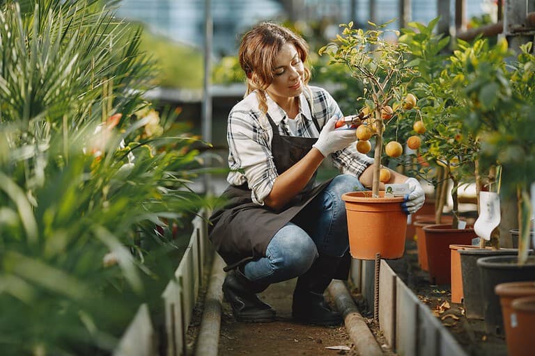 A woman in a greenhouse, carefully pruning a small potted citrus tree with ripe and unripe fruits, surrounded by lush green plants in a nursery