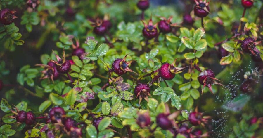 Dew-covered purple rose hips, green leaves, water droplets, spider web with moisture, wild shrub, natural outdoor setting