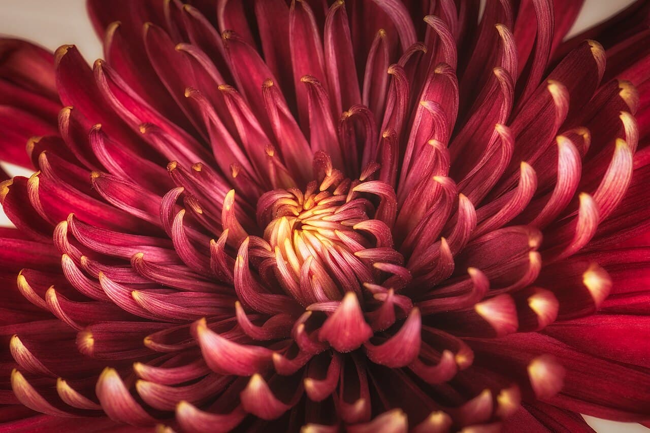 A close-up image of a red chrysanthemum flower, showcasing its intricate petals that spiral inward, the flower's vibrant red color gradually fades to a lighter shade near the center, the petals are elongated and curved