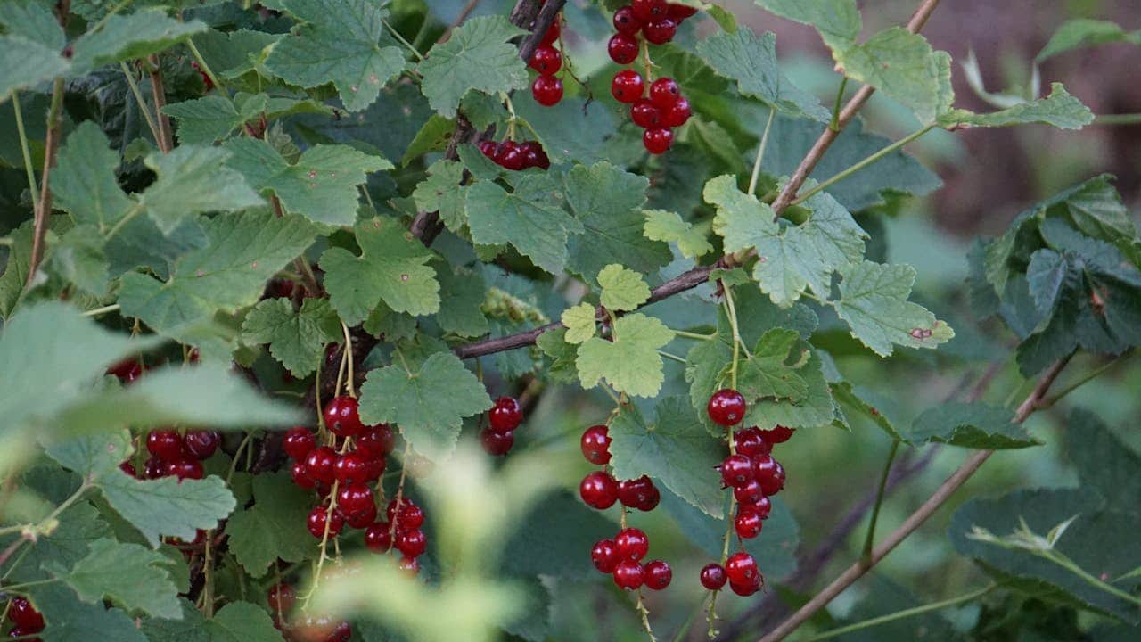 Redcurrant plant with clusters of ripe red berries, green serrated leaves, thin woody branches, dense garden foliage, natural outdoor setting