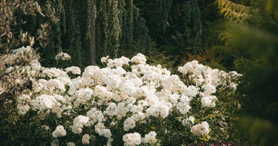 White rhododendrons in a lush garden, dense clusters of flowers, green foliage in the background, soft natural lighting, peaceful outdoor setting