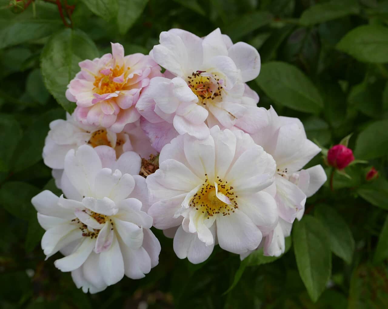 This image shows Rosa 'Queen of the Musk' with soft white petals, some with a hint of pink, yellow centers with stamens, clusters of flowers in bloom, delicate and romantic appearance, surrounded by green leaves, a calm and beautiful natural setting