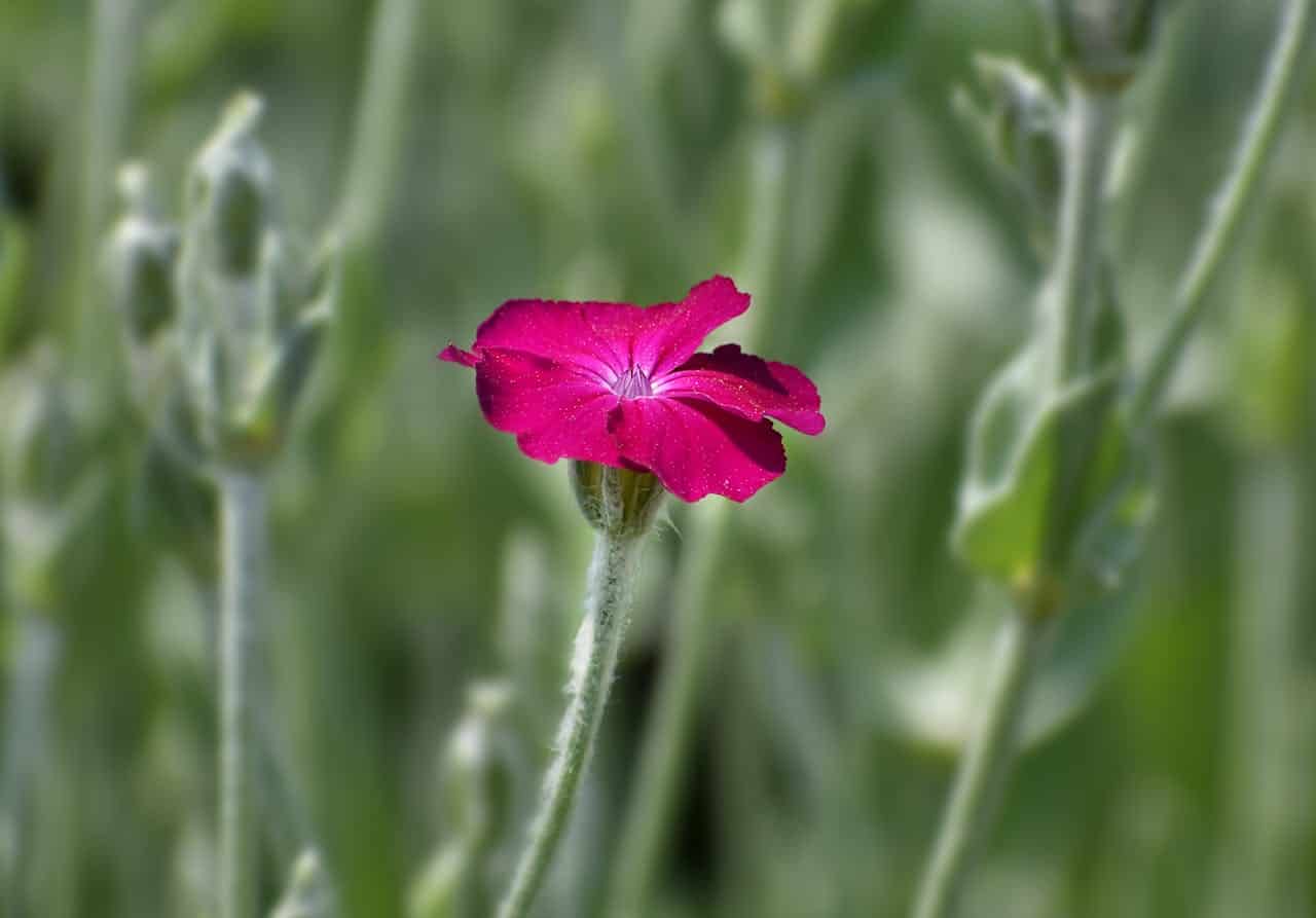 Bright pink Rose Campion flower, single bloom in sharp focus, fuzzy green stem, blurred green foliage background, delicate petals, natural garden setting.