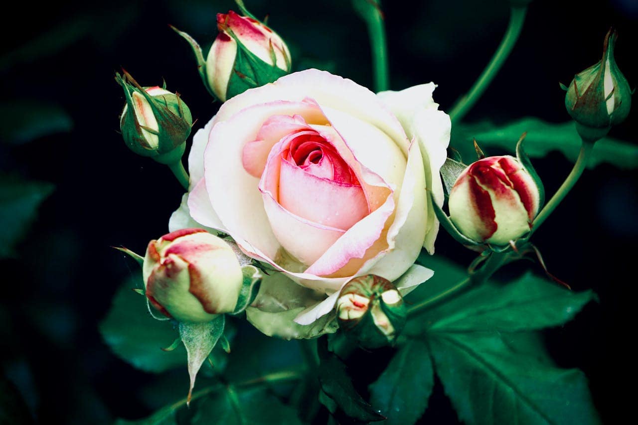 Pink and white rose in full bloom, surrounded by several rosebuds, deep green leaves in the background, soft petals with a delicate gradient, romantic and elegant appearance