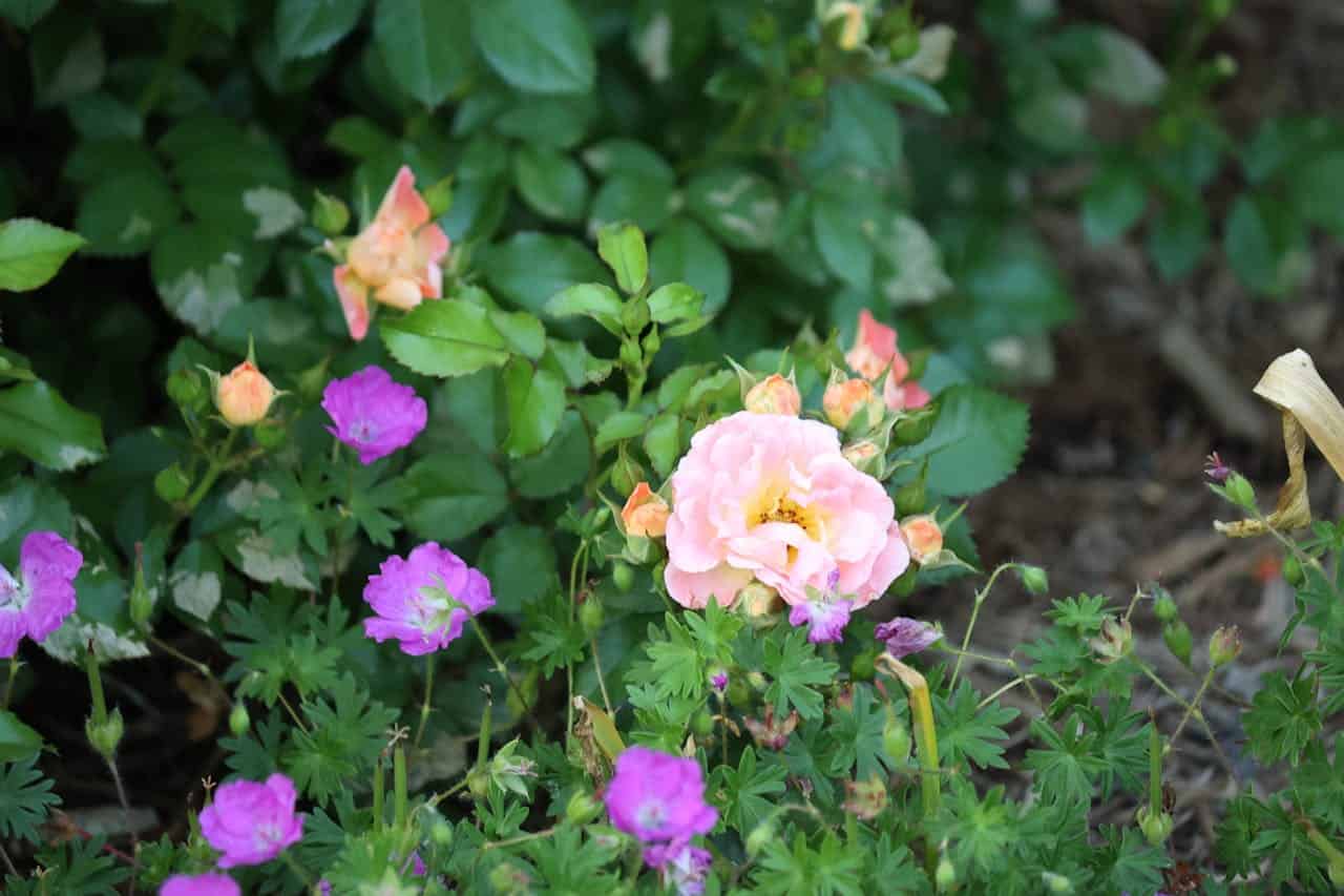 Pink rose in full bloom, surrounded by rosebuds and purple flowers, green foliage in the background