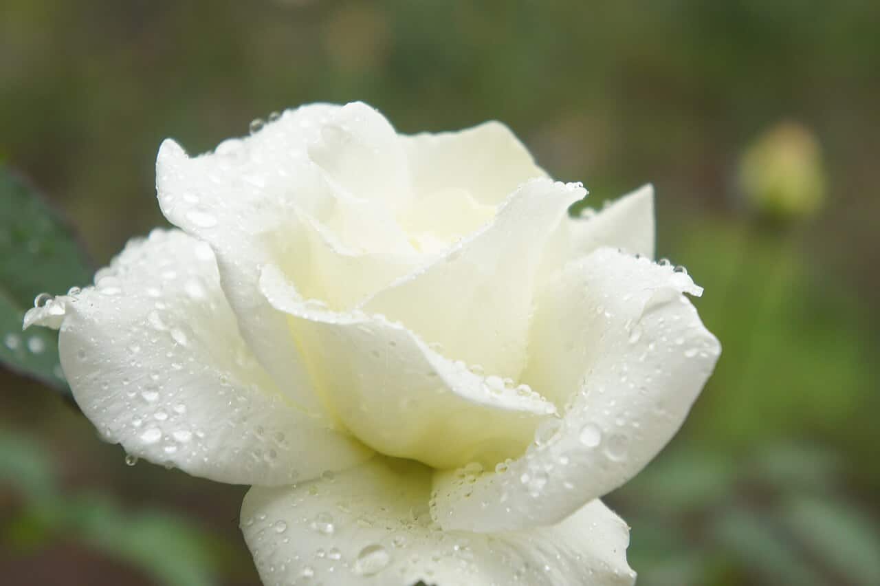 This is a close-up of a white JFK rose, droplets of water are visible on the petals, showcasing the fresh bloom with soft, smooth textures