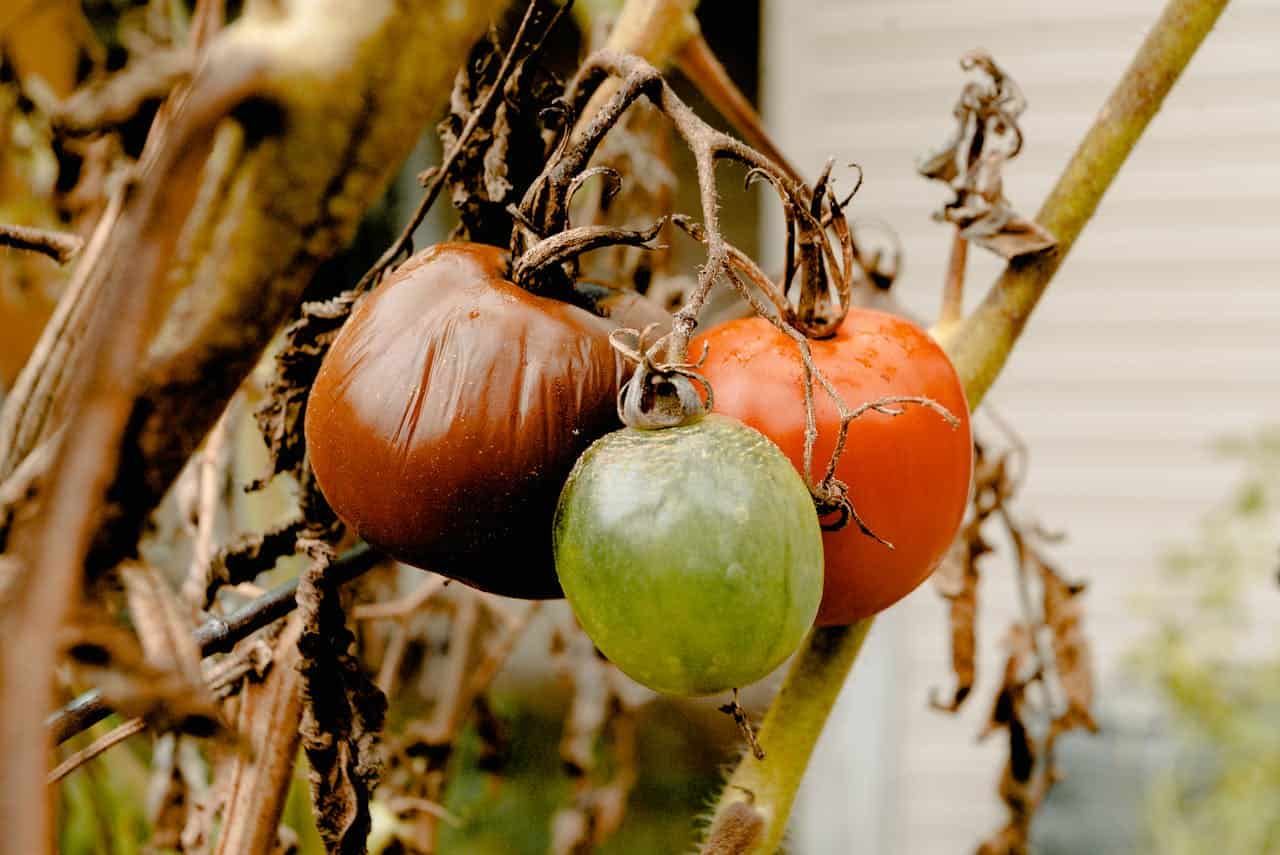 Rotting tomatoes on a vine, one brown and shriveled, one red, one green, dried stems and leaves, signs of disease or decay, poor plant health