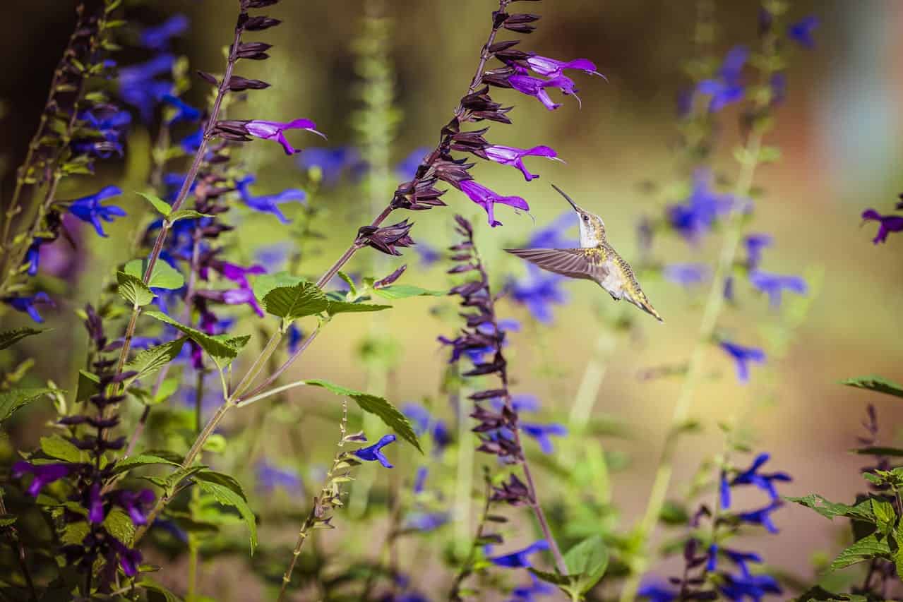 A hummingbird hovers mid-air, feeding on nectar from vibrant purple salvia flowers, surrounded by green leaves and blurred blue blossoms in the background
