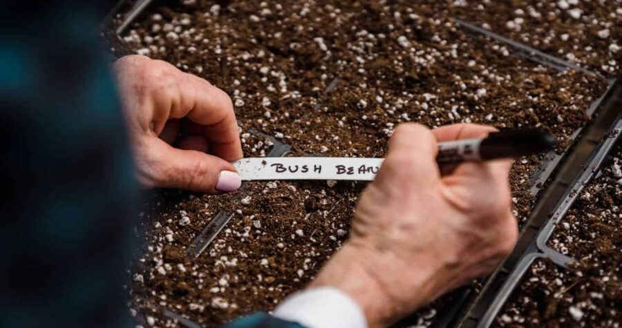 Hands labeling a plant marker for seed selection, seed tray filled with soil and perlite, organized gardening, preparing for planting