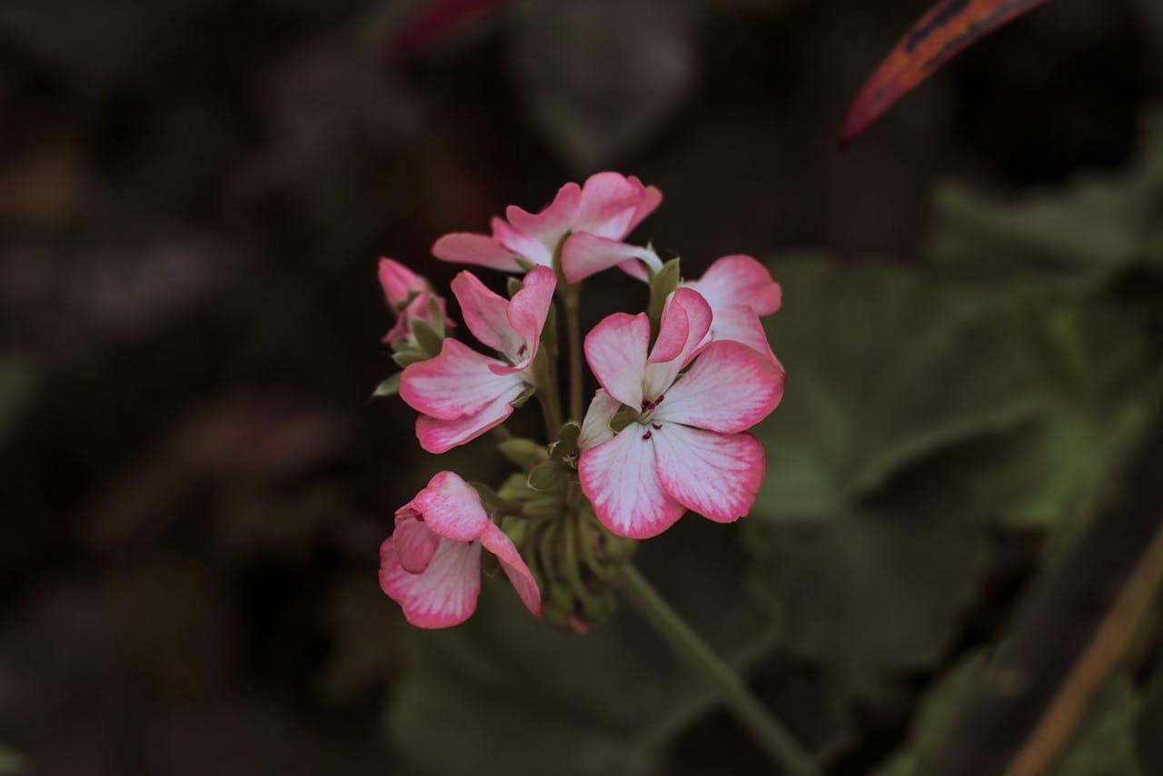 Pink hydrangea blossoms with white centers, clustered together on green stems, soft focus background, delicate petals with gradient from white to deep pink, dark blurred foliage surrounding flower cluster