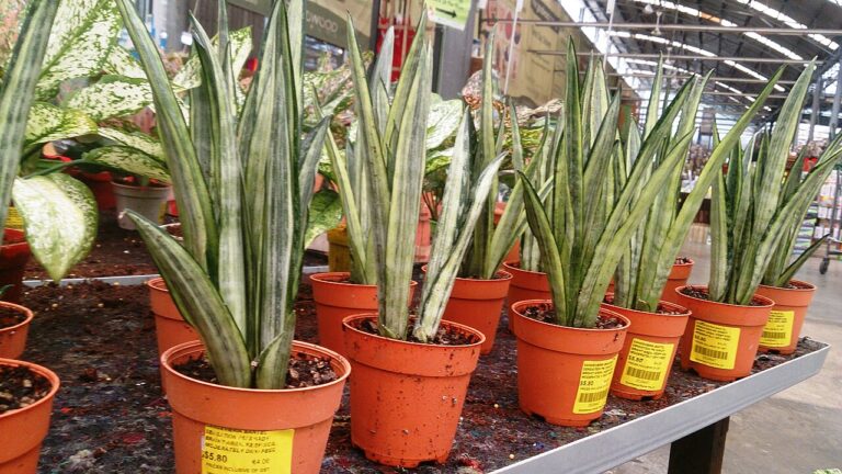 Snake plants with variegated green and white leaves, displayed in orange terracotta pots, price tags attached, garden center or nursery setting