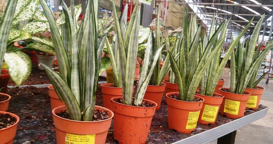 Snake plants with variegated green and white leaves, displayed in orange terracotta pots, price tags attached, garden center or nursery setting