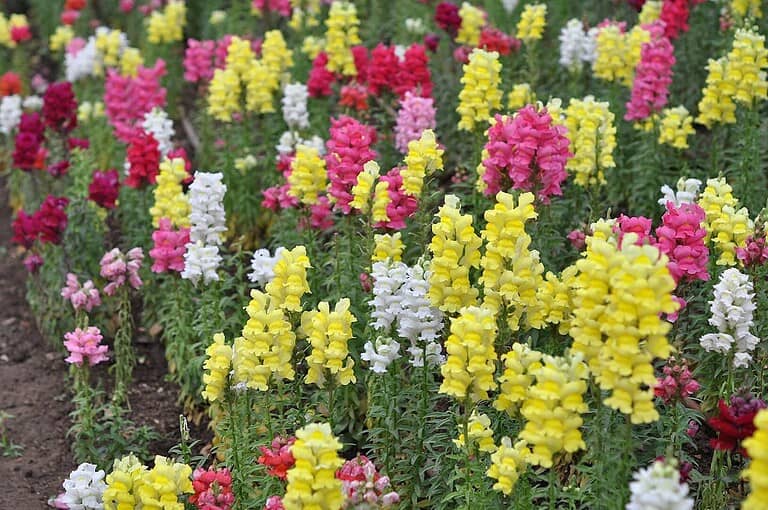 A field of multicolored snapdragon flowers, yellow, pink, red, and white blooms, dense green foliage, vibrant garden scene, natural beauty