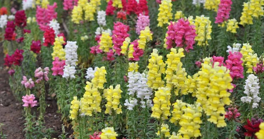 A field of multicolored snapdragon flowers, yellow, pink, red, and white blooms, dense green foliage, vibrant garden scene, natural beauty