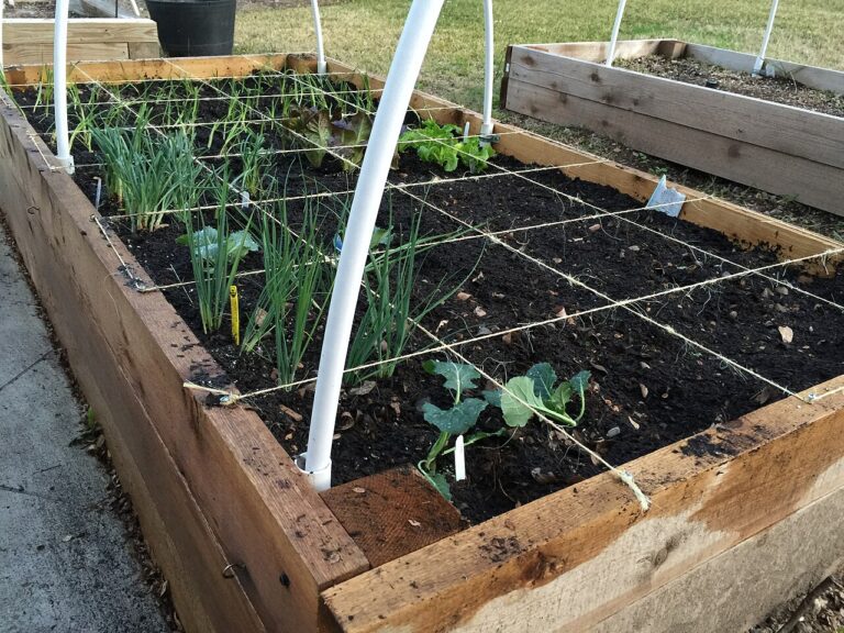 11 Essential Tips for Starting Your First Vegetable Garden