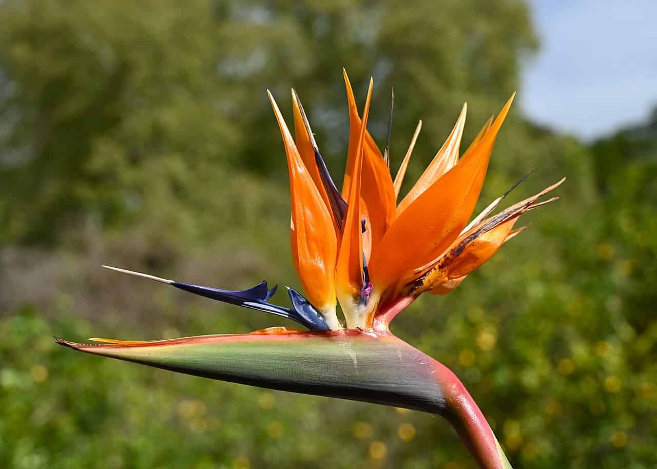 A close-up of a bird of paradise flower, with vibrant orange petals and dark purple-blue accents, the flower stands out with a striking shape, set against a blurred green background, showcasing its unique, tropical appearance
