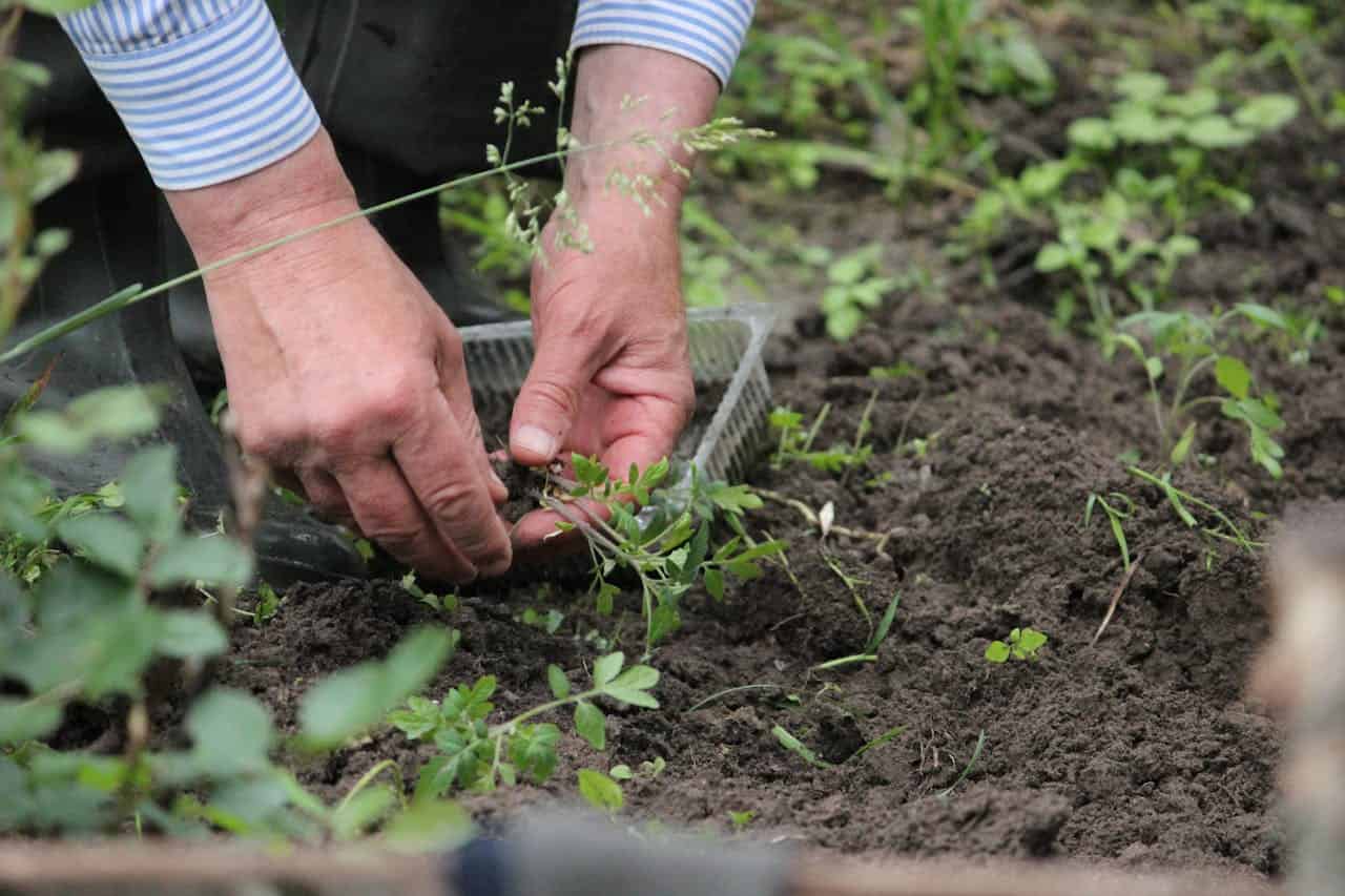 Gardener's hands, stressed green seedlings, dark soil, gentle planting, delicate plant manipulation, close-up garden care, fragile botanical transfer