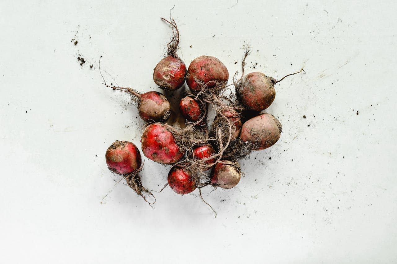 Dirty, stunted beetroots with club root, irregular shapes, tangled roots, soil residue, white background, freshly harvested, signs of disease, poor growth, affected crop
