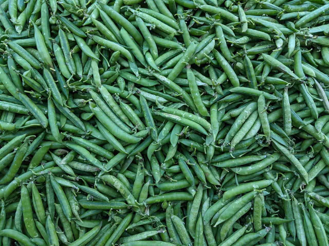 Fresh sugar snap peas, green pods, piled together, slightly moist, crisp and ready for consumption
