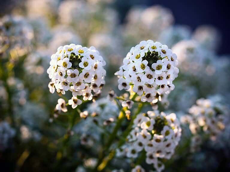 Close-up of sweet alyssum flowers, small white blooms with green centers, blurred background of more flowers, delicate and fragrant blossoms