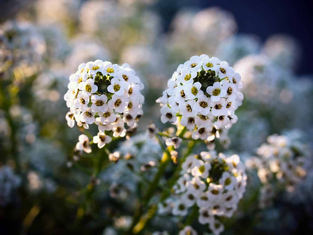 Close-up of sweet alyssum flowers, small white blooms with green centers, blurred background of more flowers, delicate and fragrant blossoms