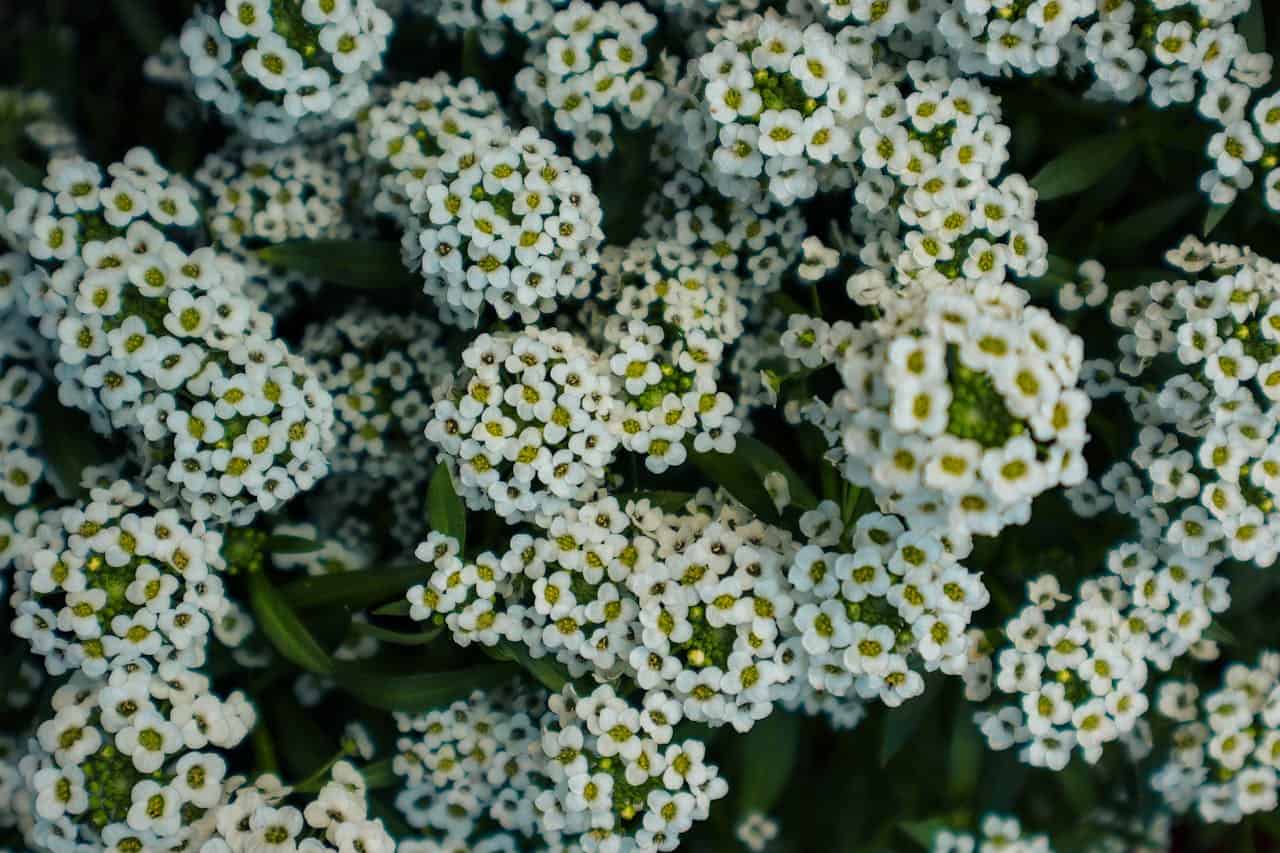 Cluster of sweet alyssum flowers, small white blossoms with green centers, dense floral arrangement, delicate petals, lush green foliage, fragrant ground cover, popular in gardens and landscapes