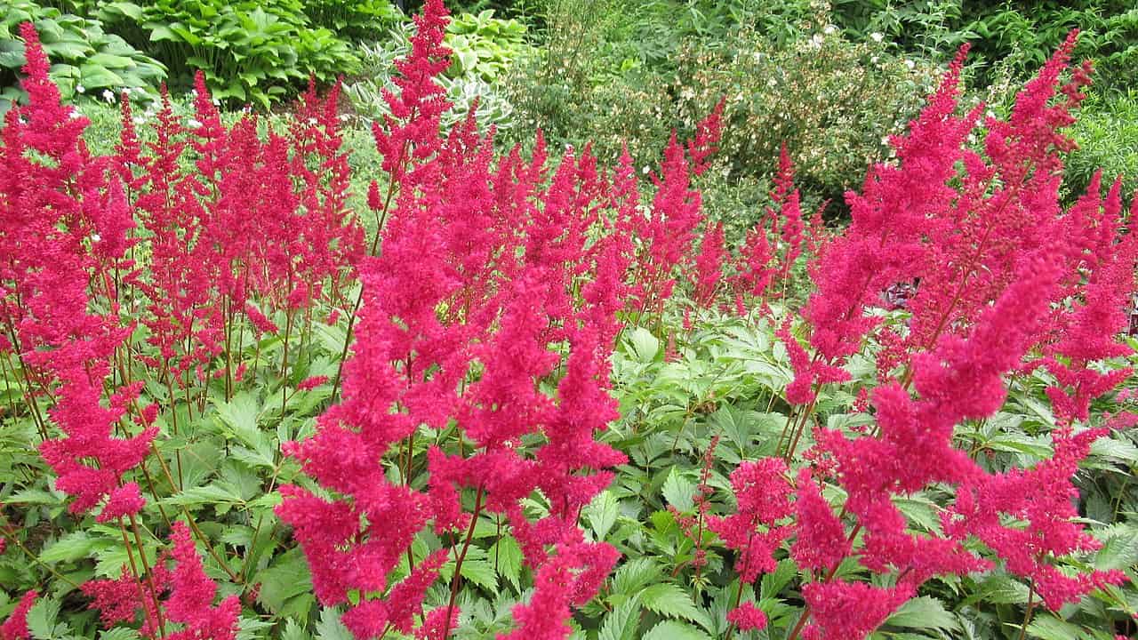 A vibrant patch of pink Astilbe flowers with feathery blooms, surrounded by lush green foliage, plants growing in clusters, some flowers in full bloom, others starting to bud