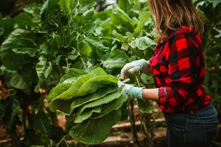A woman in a red plaid shirt and gloves harvesting large green leafy vegetables, surrounded by thriving plants in a lush garden, holding freshly picked leaves