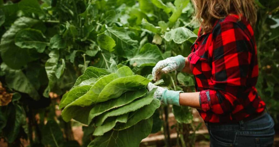 A woman in a red plaid shirt and gloves harvesting large green leafy vegetables, surrounded by thriving plants in a lush garden, holding freshly picked leaves