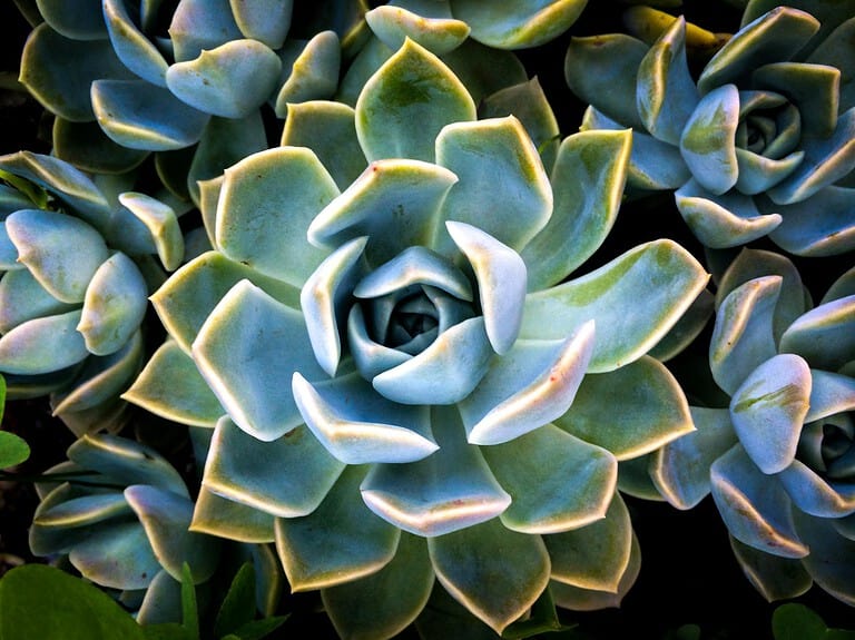 Vibrant close-up of green succulent plants showcasing unique patterns and textures in natural light.