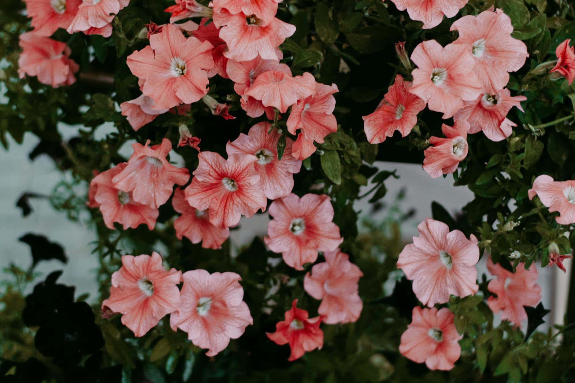 Vibrant pink petunias in full bloom, offering a stunning display of nature's artistry.