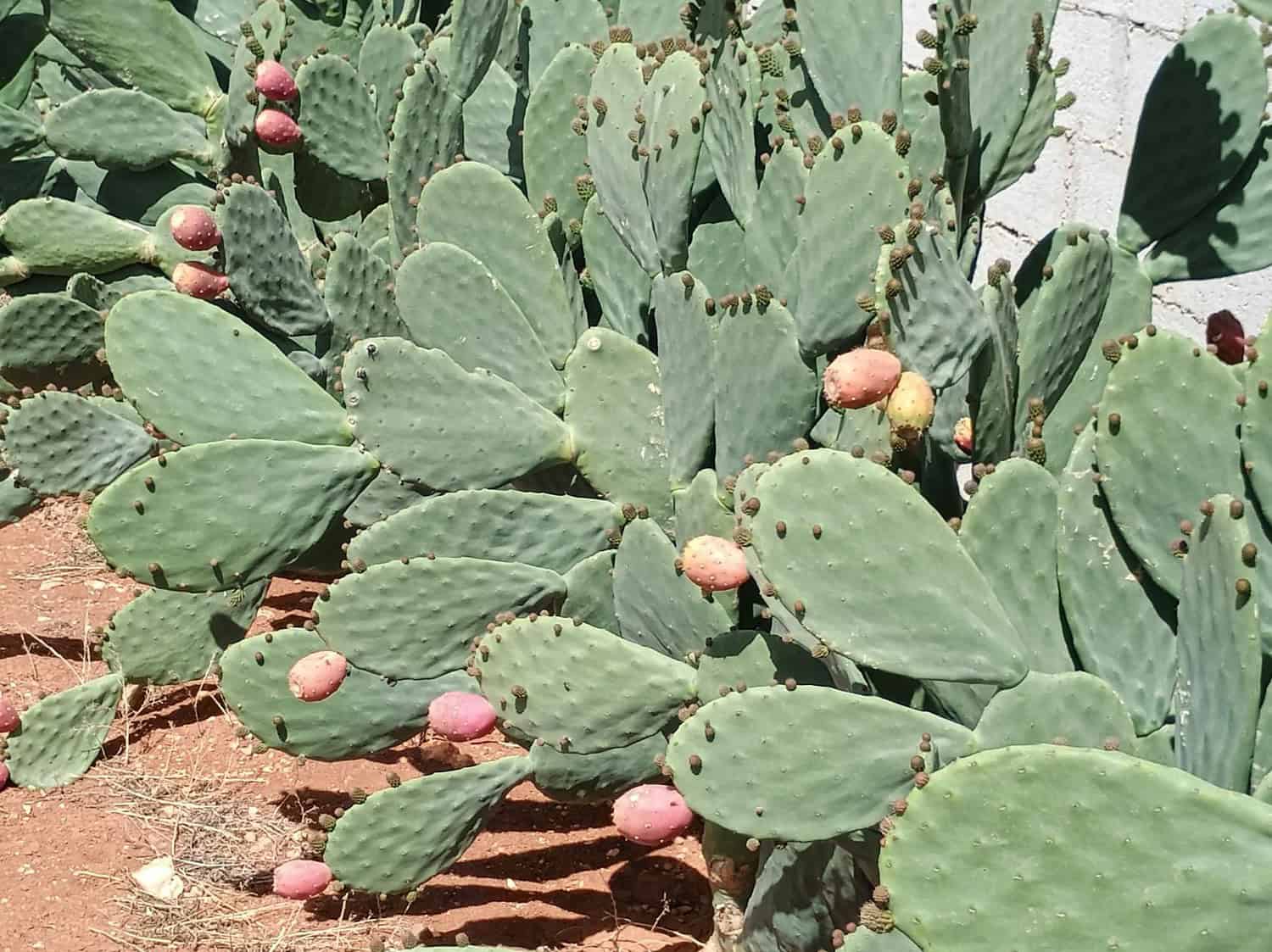 Vibrant prickly pear cactus in sunlight, showcasing ripe fruit and green pads.