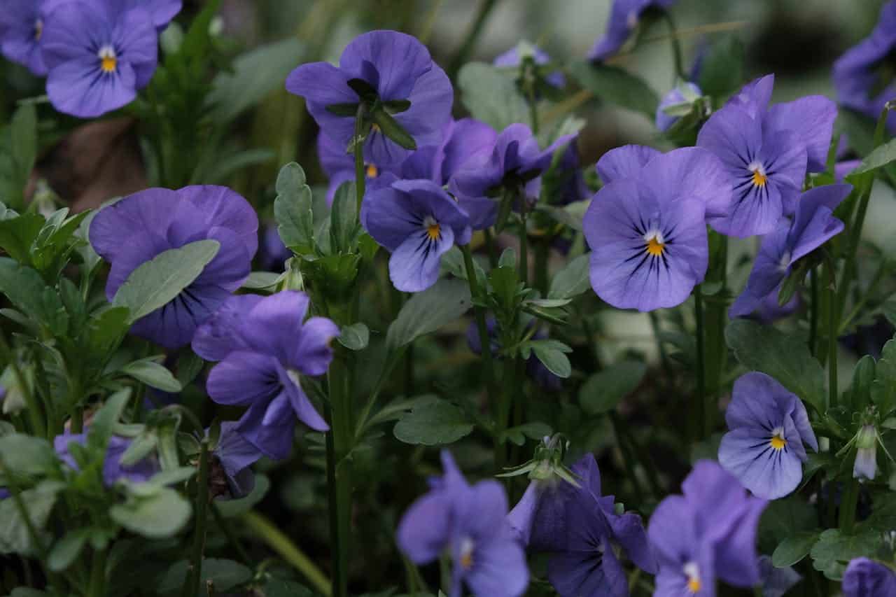 Purple violas, delicate petals, dark green leaves, yellow centers, clustered growth, soft natural lighting, outdoor garden setting