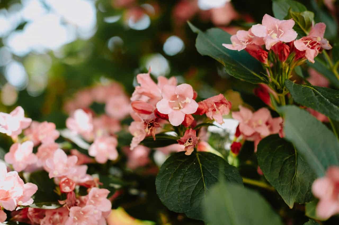 Close-up of pink Weigela flowers, green leaves, sunlight filtering through, soft focus background, blooming in spring, delicate petals, nature scene