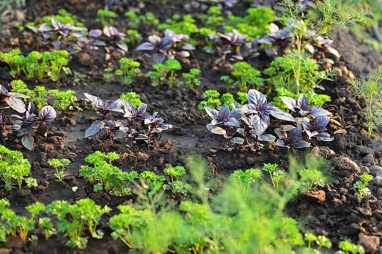 Herb garden with dark purple basil and green parsley, rich soil, well-organized planting, vibrant foliage, sunlit setting, sustainable gardening