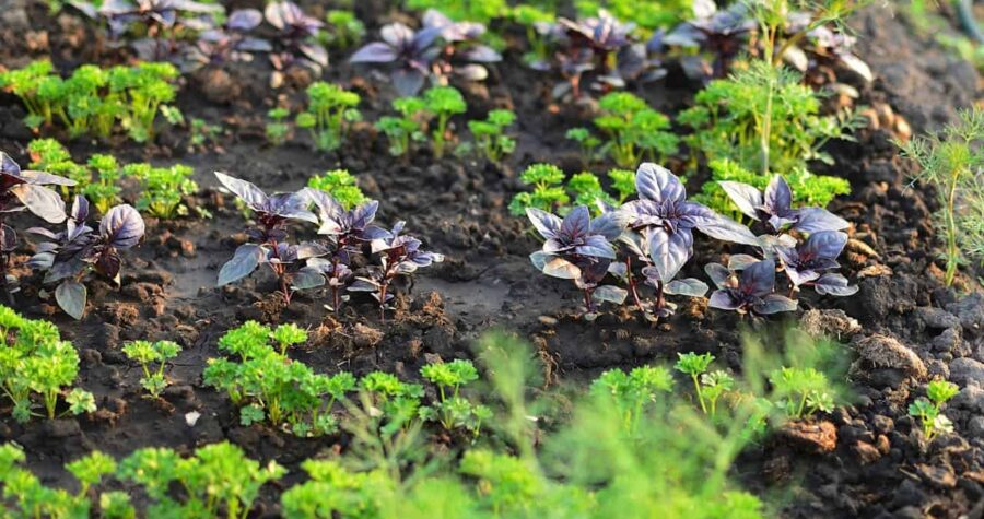 Herb garden with dark purple basil and green parsley, rich soil, well-organized planting, vibrant foliage, sunlit setting, sustainable gardening