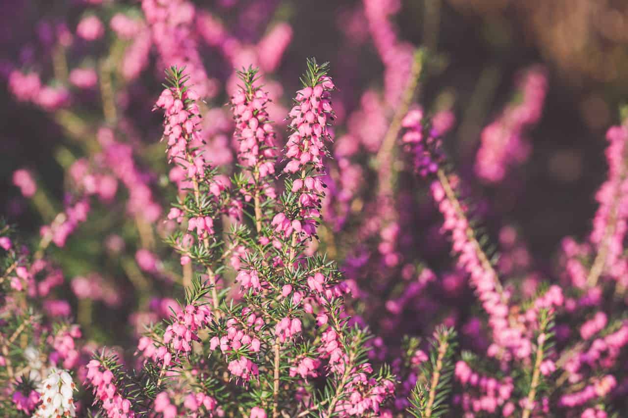 Pink winter heath flowers, dense evergreen shrubs, tiny bell-shaped blossoms, sunlit heather plants, blooming in cold seasons, delicate floral texture