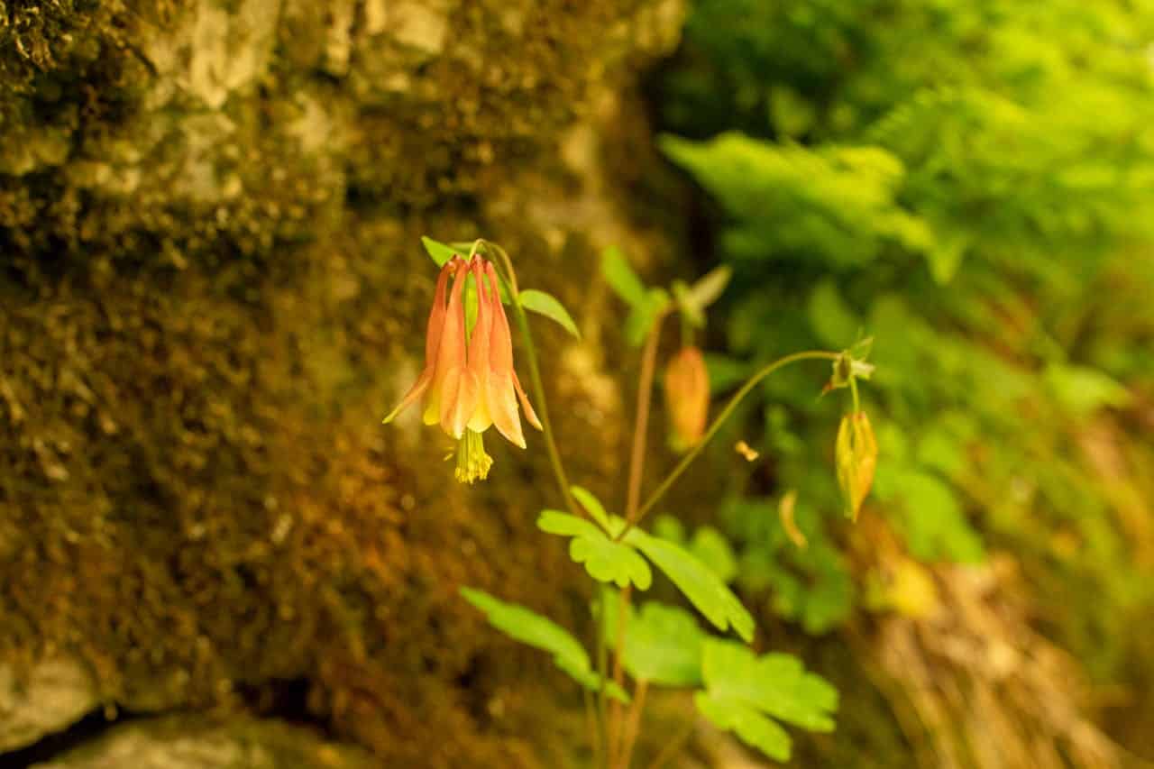 A delicate yellow and orange columbine flower hanging gracefully, surrounded by green foliage, with a moss-covered rock in the background