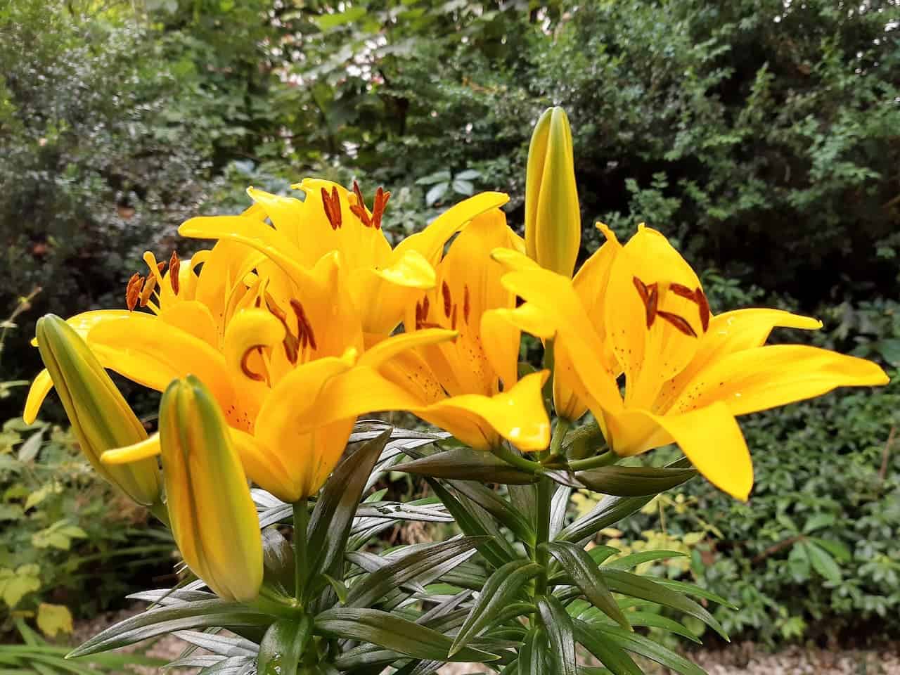 Vibrant yellow lilies in full bloom, long green stems and buds, dark anthers, lush green foliage in the background