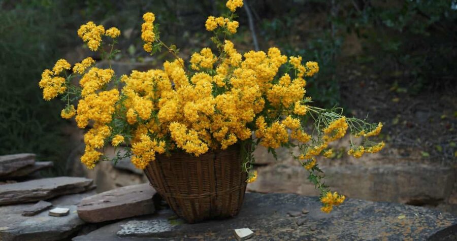 A wicker basket filled with vibrant yellow wildflowers, placed on a rustic stone surface, natural outdoor setting, greenery in the background