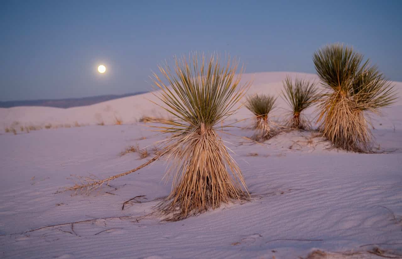 Yucca plants in a sandy desert, spiky green leaves, dry golden grass, soft rippled sand, distant rolling dunes, full moon rising, twilight sky