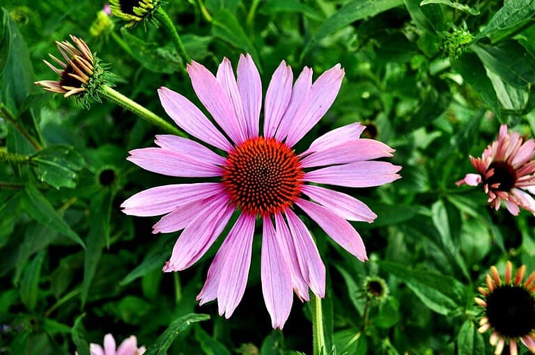 Pink Echinacea flower, large daisy-like petals, vibrant orange cone center, surrounded by green foliage, partially opened buds nearby, a blooming garden setting