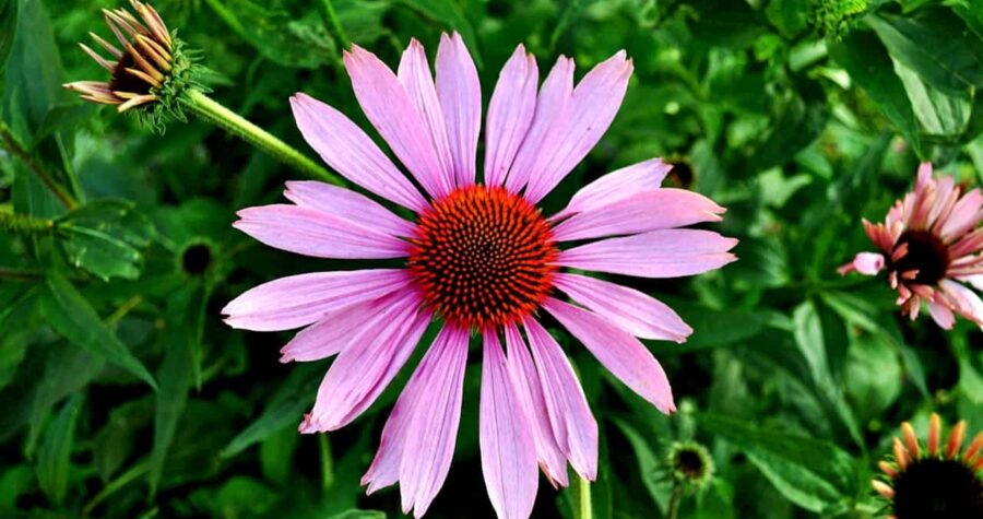Pink Echinacea flower, large daisy-like petals, vibrant orange cone center, surrounded by green foliage, partially opened buds nearby, a blooming garden setting