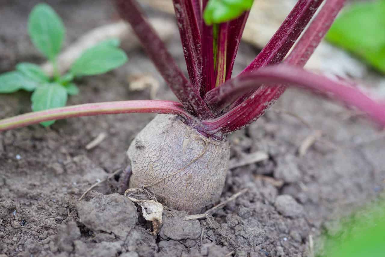 Beetroot plant affected by crown rot, swollen and cracked root, nearby green leaves contrast with damaged root, fungal infection symptoms visible