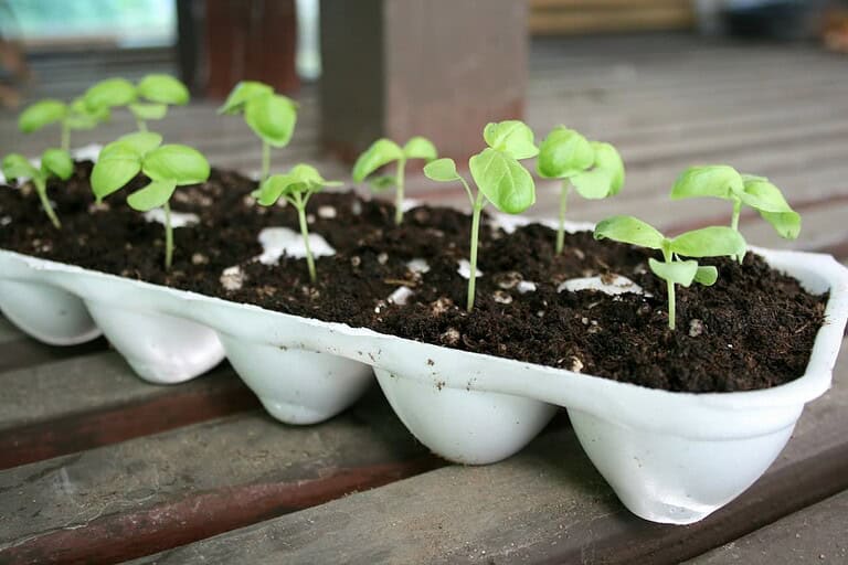Young seedlings sprouting in soil-filled egg carton container placed on wooden surface, showing early growth with bright green leaves