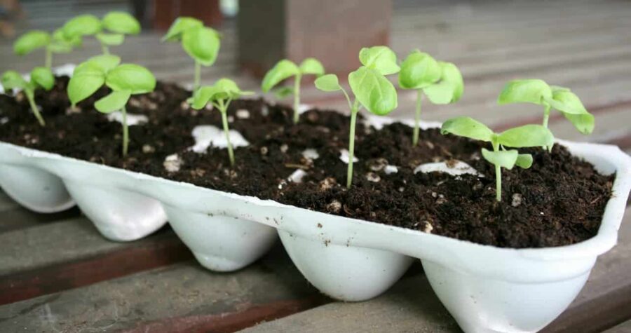 Young seedlings sprouting in soil-filled egg carton container placed on wooden surface, showing early growth with bright green leaves