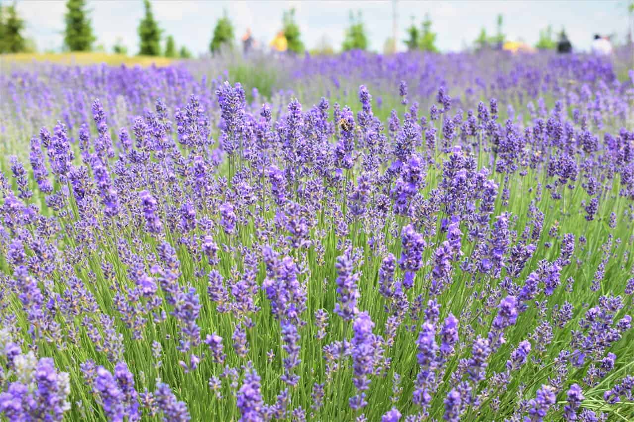 Field of blooming lavender plants with purple flowers on green stems, blue sky visible in background, bright daylight illuminating the lavender field