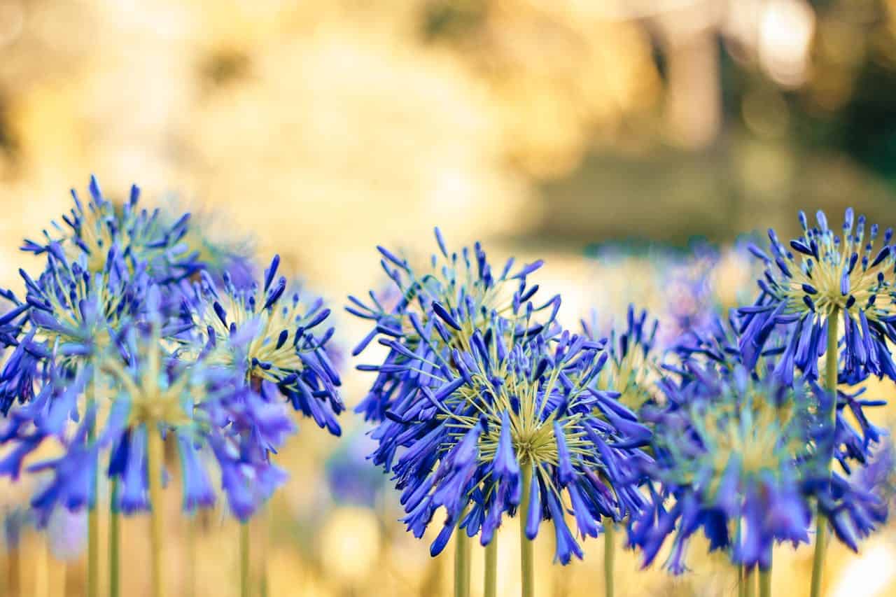 A close-up of vibrant blue Agapanthus flowers, also known as Lily of the Nile, with delicate petals and long stems, set against a softly blurred golden background