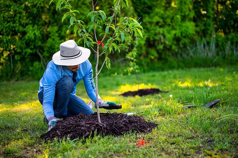 Man wearing a white hat and blue long-sleeve shirt, kneeling on grass, applying dark mulch around a young tree, green background with trees and grass, gardening gloves on hands